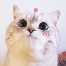 مریم جمیل avatar